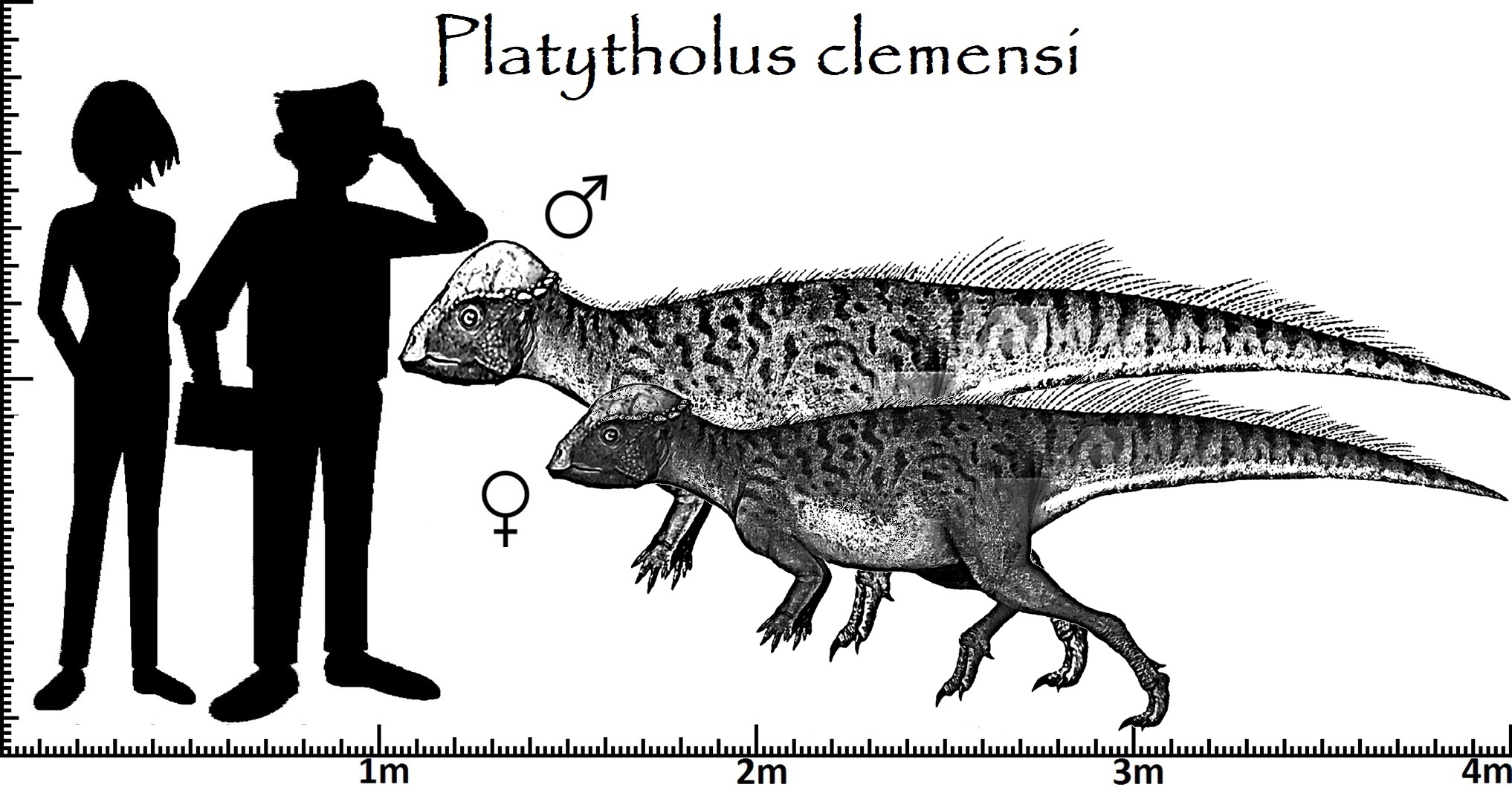 Tierprofil Platytholus clemensi weißen Steine