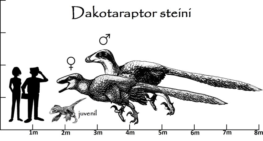 Tierprofil Dakotaraptor Steini Die Weißen Steine