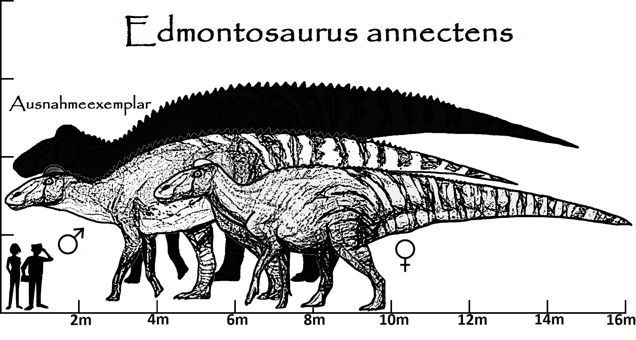 Edmontosaurus Annectens Skeletal